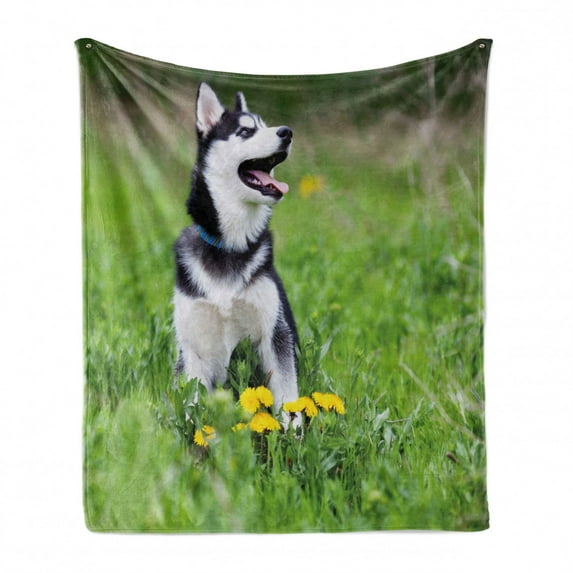 Alaskan Malamute Soft Flannel Fleece Throw Blanket, Little Puppy Playing on Green Grass Spring Meadow Natural Life Outdoors, Cozy Plush for Indoor and Outdoor Use, 50" x 60", Multicolor, by Ambesonne