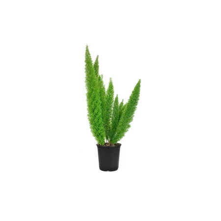 Foxtail Fern Myers 2 Large Gallon Size Plants Live Asparagus Densiflorus Myersii Unique Tropical Landscape Groundcover