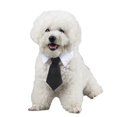 thumbnail image 2 of Collier pour Animaux de Compagnie Mignon Mode Simple Coton Chat Cravate Cravate pour Chaton, 2 of 10