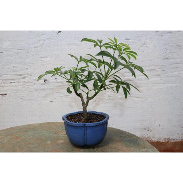 Hawaiian Umbrella Bonsai Tree (Small)