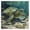 1pcs, variant on Turtle Underwater Marine Aquatic Wildlife Swimmimg Graphic Vinyl Sticker