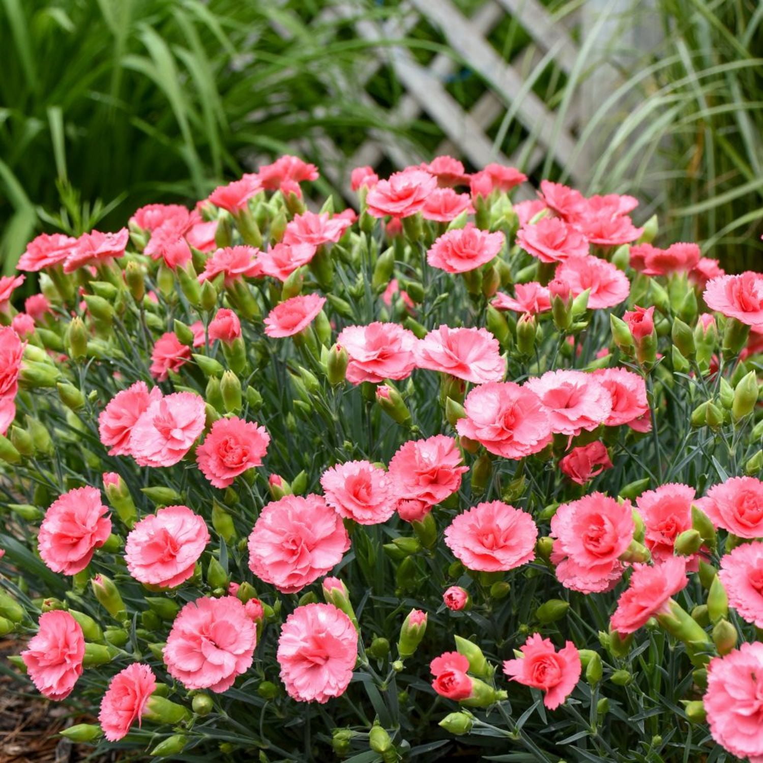 Proven Winners 6" Pink Fruit Punch 'Classic Coral' Pinks Live Plant in 6.5" Pot