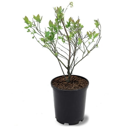 Expert Gardener 1-1.5 ft tall Homegrown Rabbiteye Blueberry Live Shrub in 1-Gallon Grower Pot