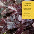 thumbnail image 3 of 4 Dark Storm Coral Bells – Near Black Evergreen Shade Perennial with Glossy, Compact Ruffled Foliage for Borders & Containers (Heuchera ‘Dark Storm’) in 3.5” Cubes, Live Plants, 3 of 9