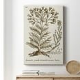 thumbnail image 6 of Sepia Botanical Journal I Premium Gallery Wrapped Canvas - Ready to Hang, 6 of 9
