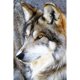 thumbnail image 1 of Taladro Pintura Diamante (DE4080) 5D DIY Completo Lobo Bordado Mosaico Craft Kit (B001) 50x70cm FLhrweasw Nuevo, 1 of 1