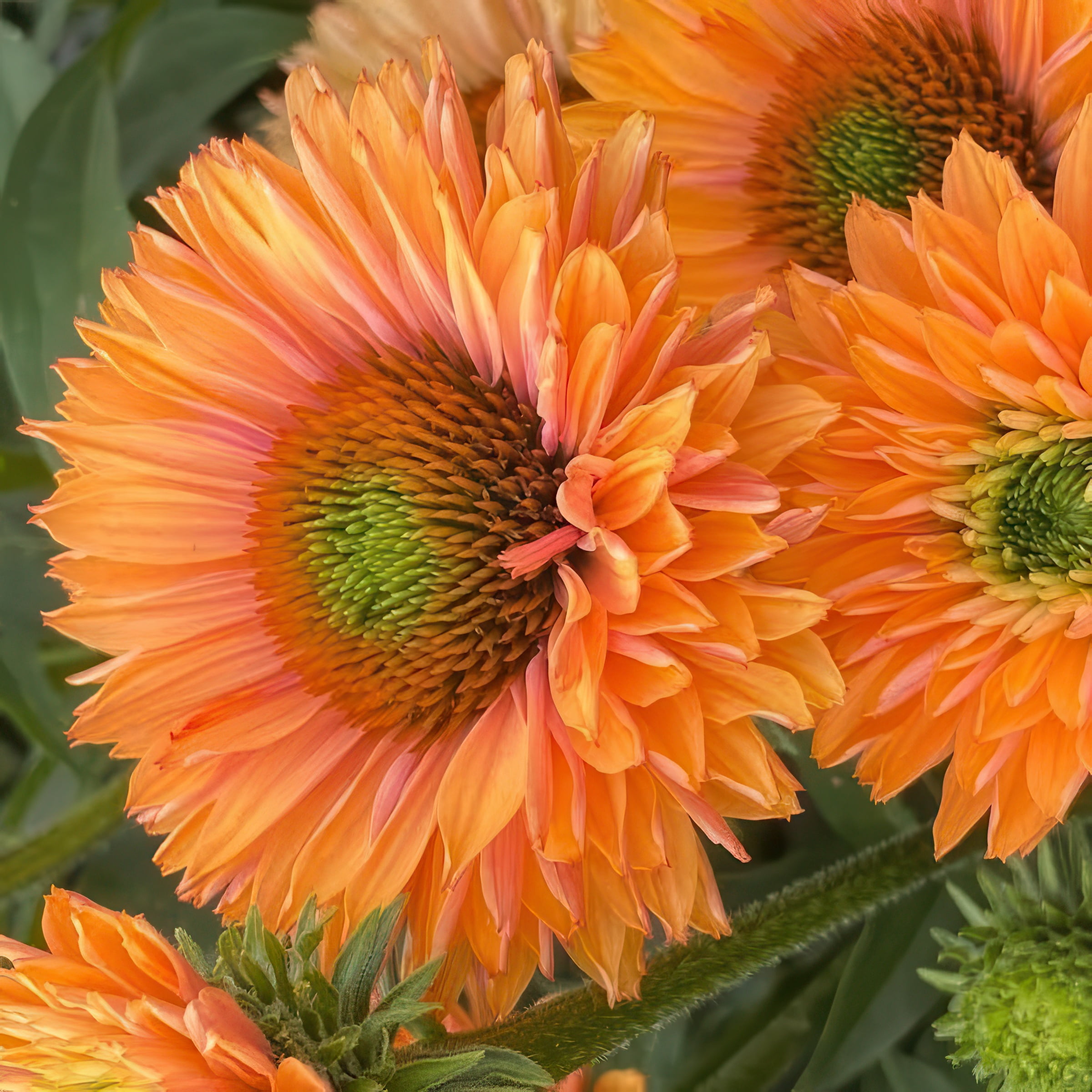 National Plant Network 3.25 in. Echinacea SunSeekers Pumpkin Pie Live Perennial Plant with Orange Flowers (3-Pack)