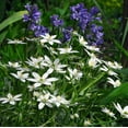 thumbnail image 3 of Easy to Grow Ornithogalum Star of Bethlehem 20 Plant Bulbs, Sun Zones 5-9, 3 of 5