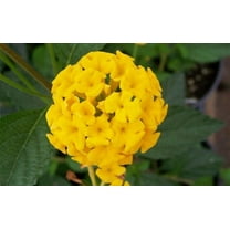 New Gold Lantana Camara Flowers Two 2 Live Plants-Natural Mosquito Repellant Garden -Attract Hummingbirds & Butterflies -Each in 4 inch Pots