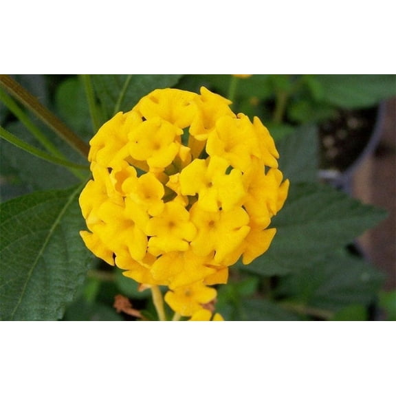 New Gold Lantana Camara Flowers Two 2 Live Plants-Natural Mosquito Repellant Garden -Attract Hummingbirds & Butterflies -Each in 4 inch Pots