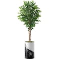 thumbnail image 4 of Artificial Tree in Contemporary Planter, Fake Ficus Silk Tree for Indoor and Outdoor Home Decoration - 66" Overall Tall (Plant Pot Plus Tree), 4 of 5