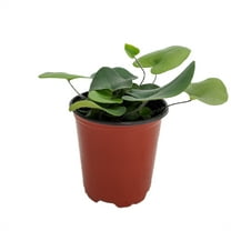 Floating Heart Fern - Hemionitis arifolia - 3.5" Pot