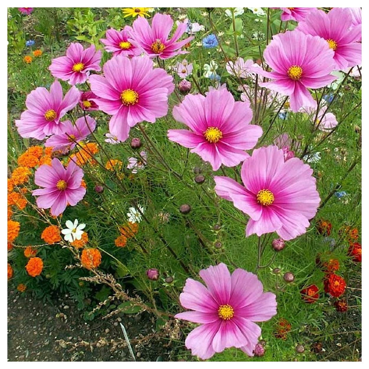 Everwilde Farms - 1 lb Radiance Cosmos Garden Flower Seeds - Gold Vault Bulk Seed Packet