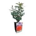 thumbnail image 1 of #2C ROSE SPÉCIALITÉ, 1 of 1