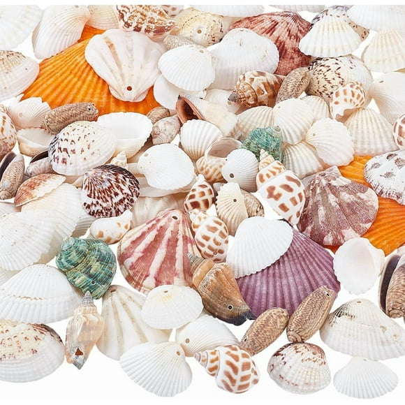 250g(97pcs) Natural Seashells Beads 31~68mm Ocean Sea Beach Seashells Spiral Sea Shell Beads with 1.6~2mm Hole for Summer Jewelry Earrings Bracelets Neclaces Crafts Making Party Decor