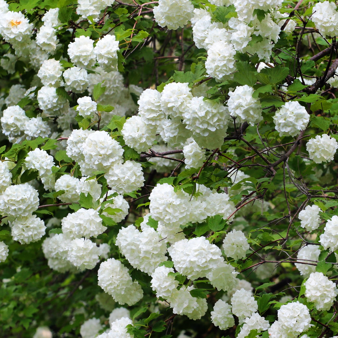 Van Zyverden Japanese Snowball Viburnum Dormant Plant Root Partial Sun; 3-6hrs, White