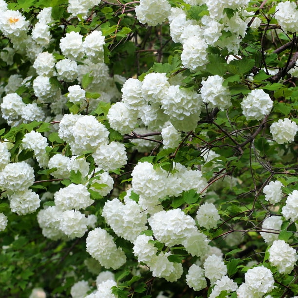 Van Zyverden Japanese Snowball Viburnum Dormant Plant Root Partial Sun; 36hrs, White