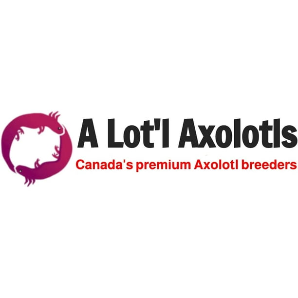  A Lot'l Axolotls - Axolotl Pellets - Carnivore Food - Sinking  Fish Food - 250 g / 8.8 Oz : Pet Supplies