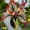 C, variant on Hardy Perennial - Iris Bulbs/Roots - Low Maintenance - Ideal for Garden Borders, Plant Hangers