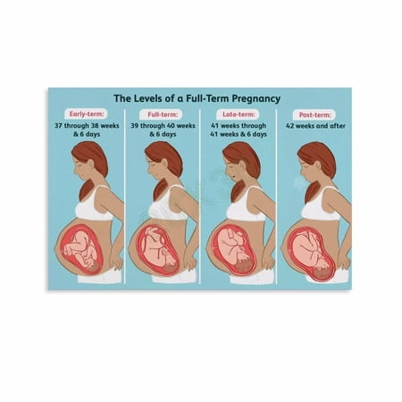 The Levels of A Full Term Pregnancy Poster Childbirth Education Wall Art Canvas Painting Wall Art