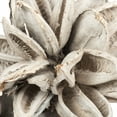 thumbnail image 2 of Vickerman 12-16" White Wash Star Pod, Extra Large, 2 of 4
