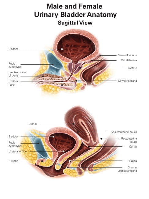 Anatomy of male and female urinary bladder with labels Poster Print by