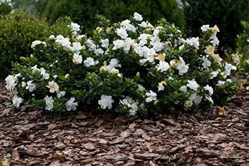 Frostproof Gardenia - 10 Live Plants - Fragrant Blooming Shrub - Gardenia Jasminoides