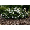 thumbnail image 5 of Frostproof Gardenia - 10 Live Plants - Fragrant Blooming Shrub - Gardenia Jasminoides, 5 of 7