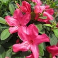thumbnail image 3 of Azalea, Sunglow Live Shrub (2.25 Gallon), 3 of 8