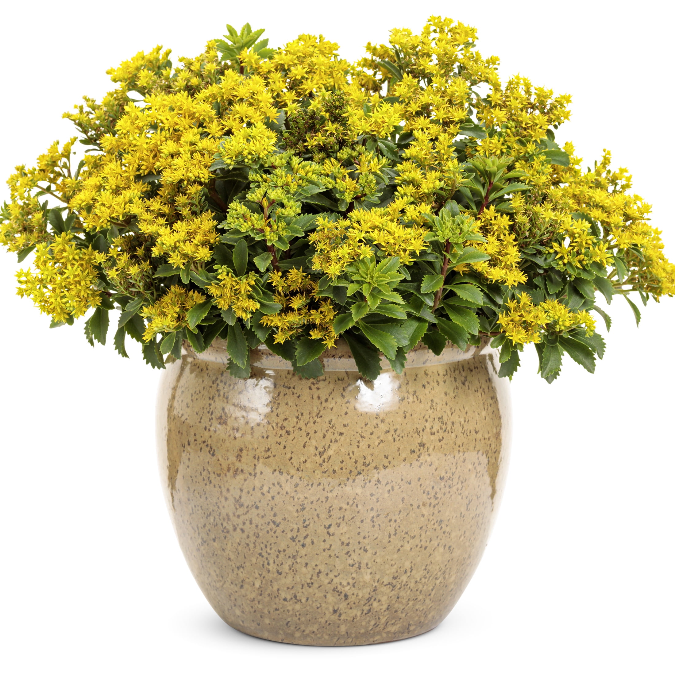 Proven Winners 6" Yellow Rock 'N Round 'Bright Idea' Stonecrop Live Plant in 6.5" Pot