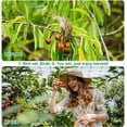 thumbnail image 4 of Heavy Duty Deer Netting Fence 8ft x 100ft for Garden  Against Birds and Animals, 4 of 7