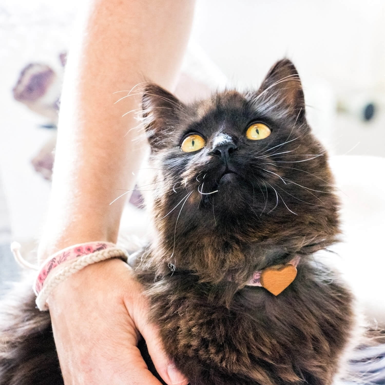 Pettsie Pink Breakaway Cat Collar Heart and Matching Friendship Bracelet in Earth-Friendly Gift Box