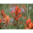 thumbnail image 3 of Fitzharris, Tim 24x20 Black Modern Framed Museum Art Print Titled - Indian Paintbrushes, 3 of 5