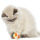 thumbnail image 4 of Juguete Elástico onlyliua Juguetes para Gatos Interactivo Colorido, 4 of 7