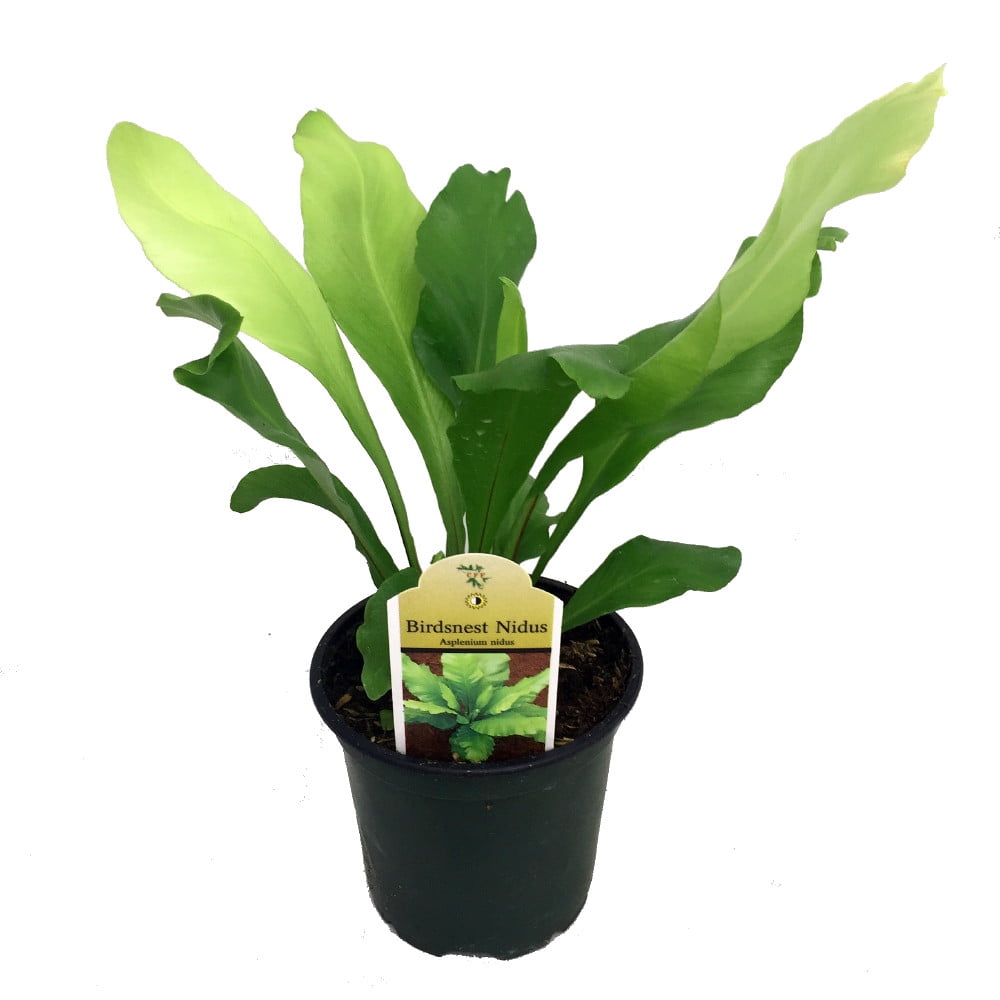 Japanese Bird's Nest Fern 4" Pot Asplenium Easy to Grow