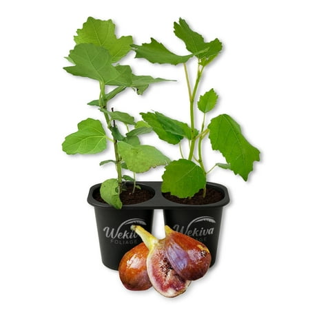 Olympian Fig Tree - 2 Live Starter Plants - Ficus Carica - Edible Fruit Tree for The Patio and Garden