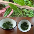 thumbnail image 5 of Grass Jelly Vine Live Plant 5-9” Tall In 3” Pot - Tiliacora Triandra - Cay Suong Sam - Rare Tropical Herb Plant, 5 of 5