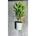 thumbnail image 5 of Nicely-Sized Fragrant Night Blooming Jasmine in one trade gallon Container (0.667 gallons of dirt), 5 of 5