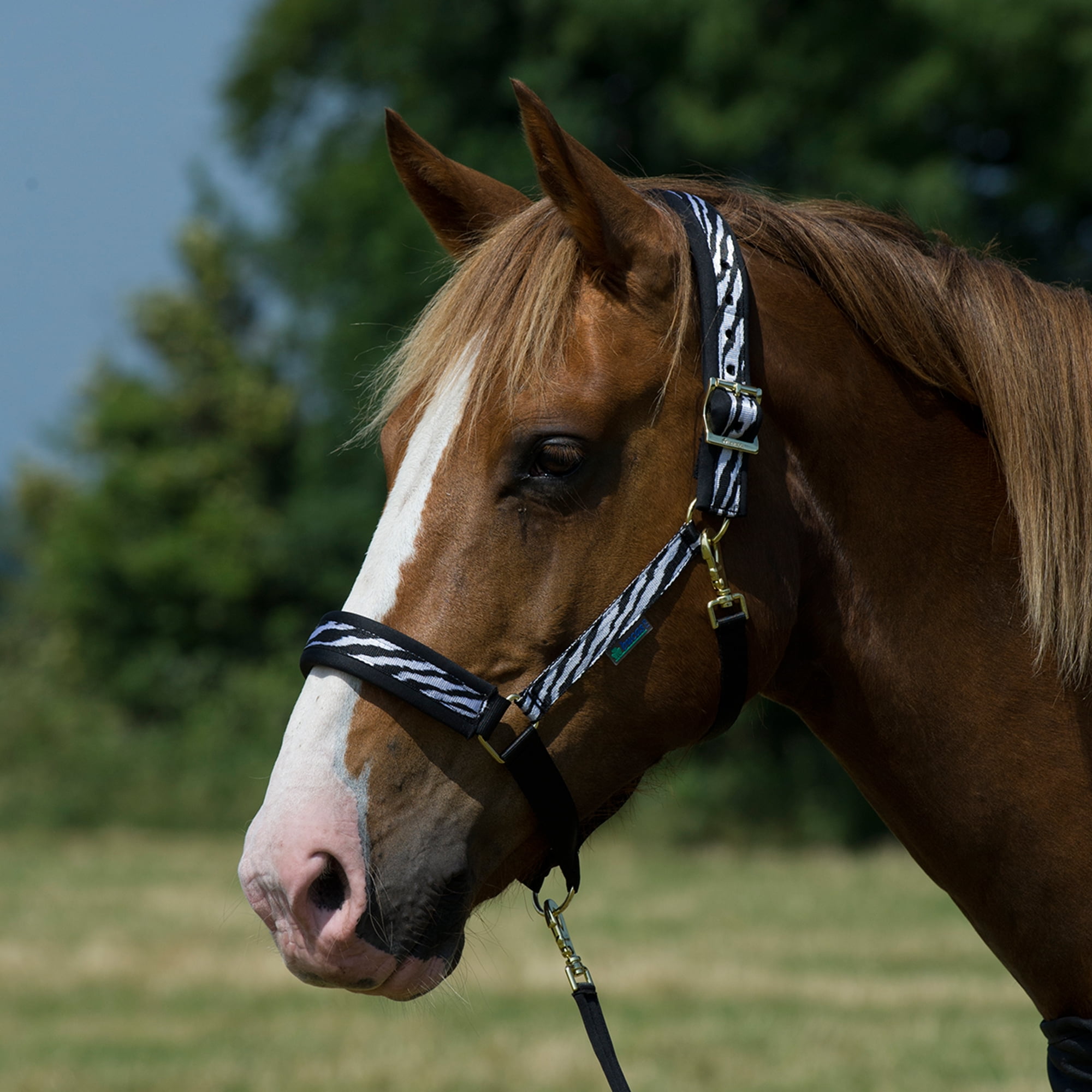 Bucas Dublin Halter (Zebra, Over Size)