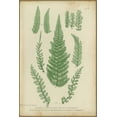 thumbnail image 2 of PI Collection 23x32 White Modern Wood Framed Museum Art Print Titled - Polystichum, 2 of 4
