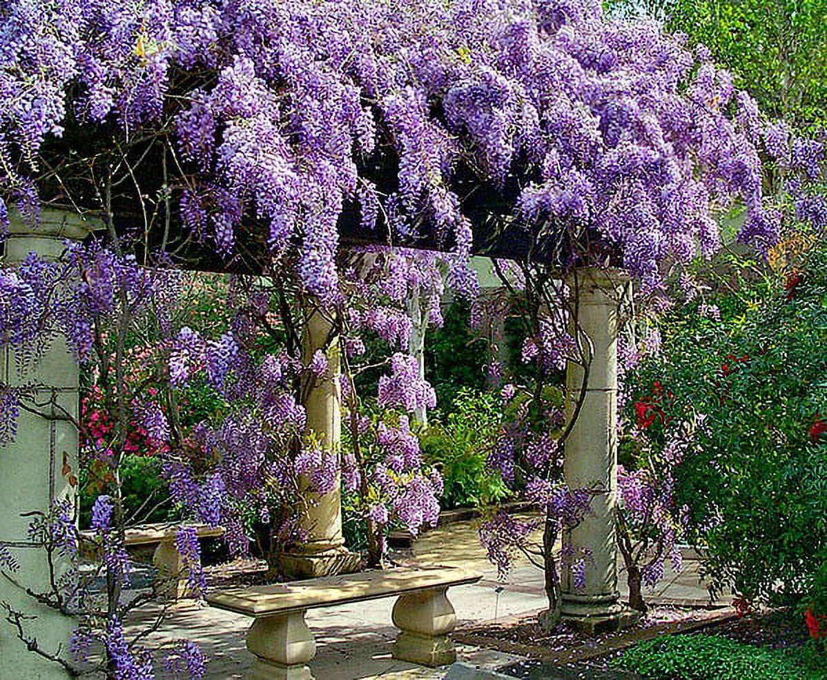 ( 1 ) - Amethyst Falls Wisteria Vine - Starter Plant ( 5L ) ( 1 live plant )