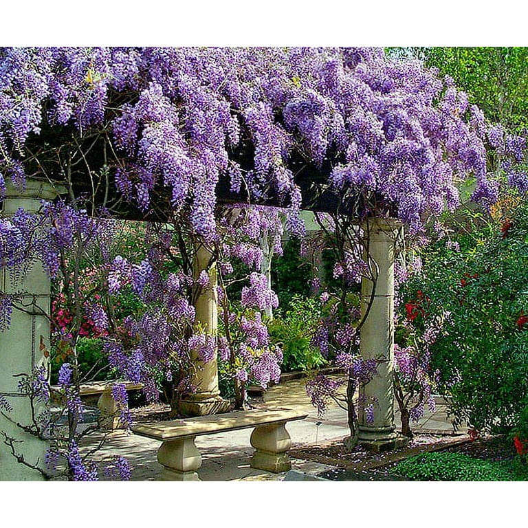 Amethyst Falls Wisteria Vine - Live Outdoor Perennial Plant