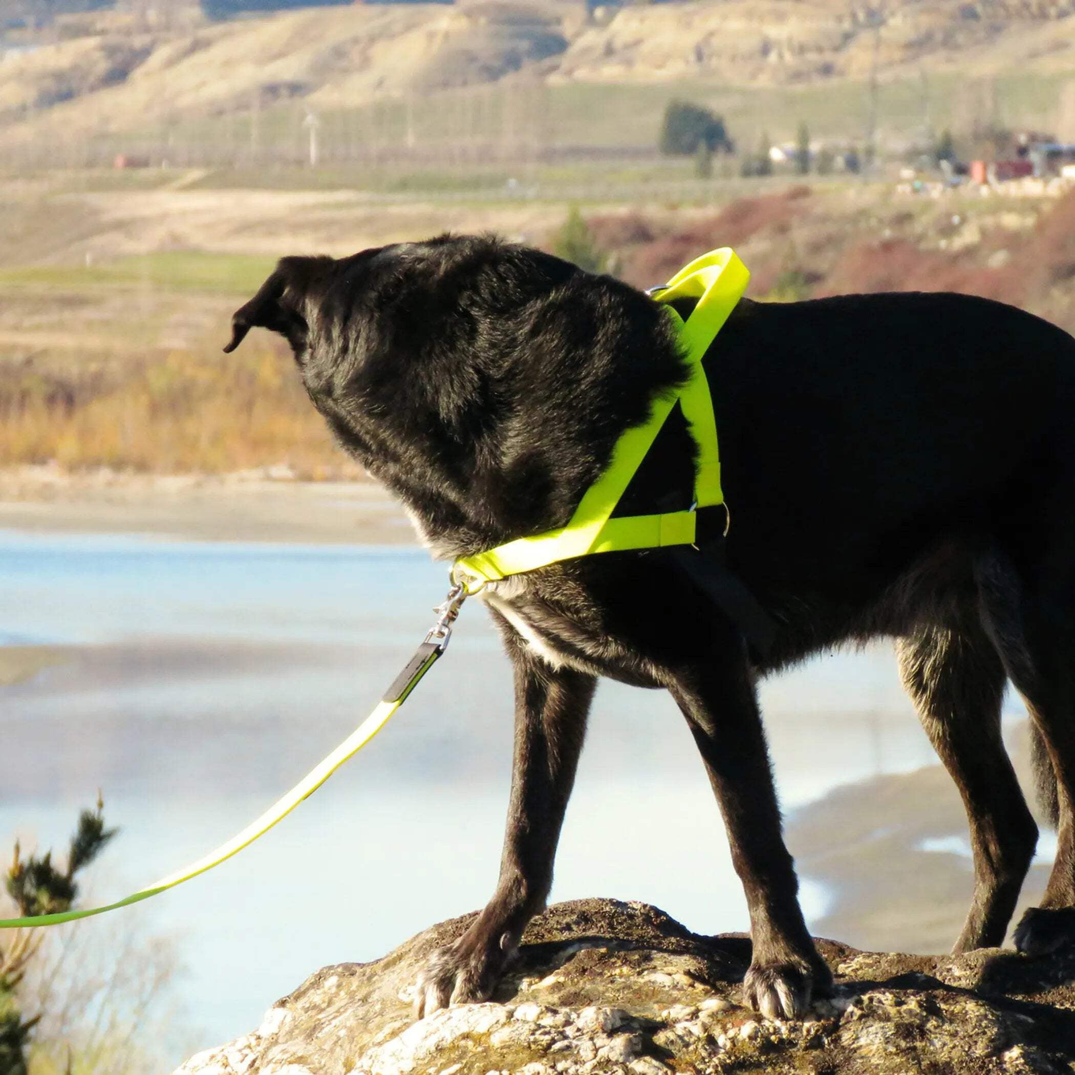 Ultrahund No-Pull Harness Extra Small - Orange
