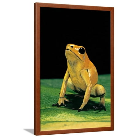 phyllobates terribilis golden poison frog framed print wall art by