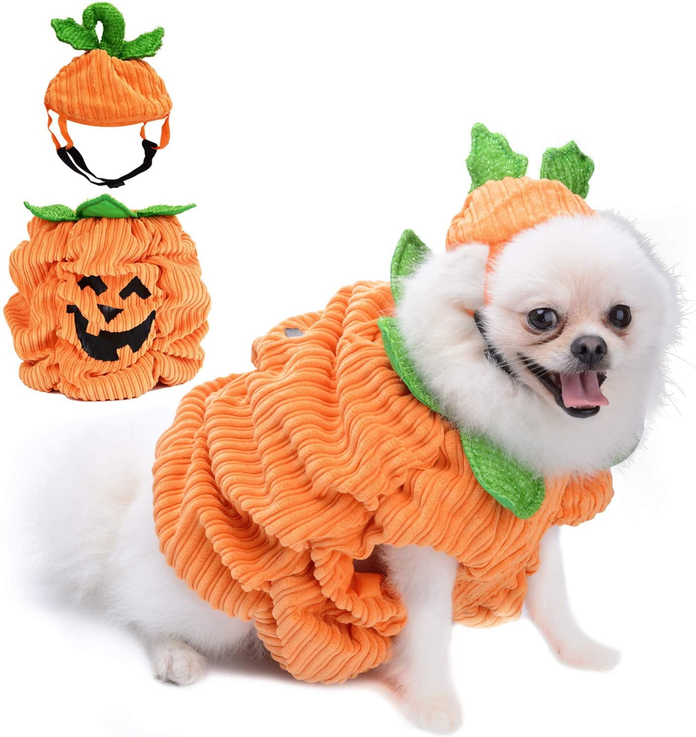 dog in a pumpkin costume