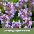 thumbnail image 5 of Flawn Seed Kits Micro Clover Bee Lawn, Self-Heal Creeping Thyme Plant Seed Mix, 5 of 9