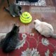 thumbnail image 3 of Cat Toys, Interactive Toys For Cats 3 Level Towers Tracks Roller, 3 of 5