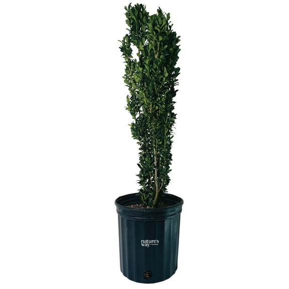 Nature’s Way Farms Holly Sky Pencil Outdoor Evergreen Live Shrub (25-30in Tall) in Grower Pot
