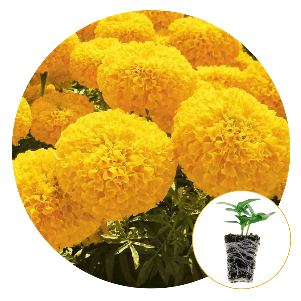 FerryMorse Plantlings Live Baby Plants 13in. African Garden Joy Gold