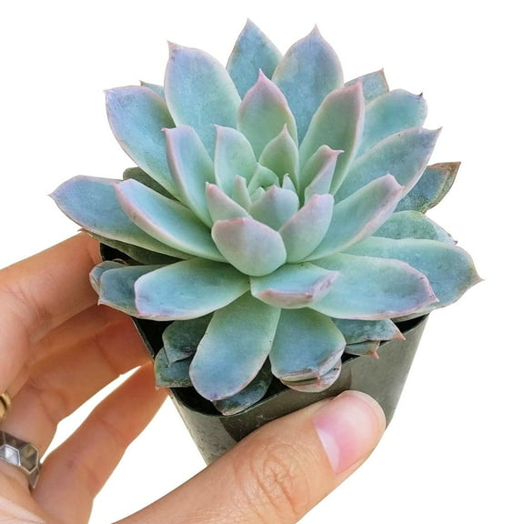 SUCCULENTS BOX 8" Echeveria Violet Queen Live Plants in 2" Plastic Pots, Easy to Care